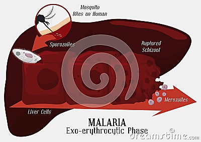 Malarian Plasmodium Life Cycle: Liver Infection, Vector Illustration Vector Illustration