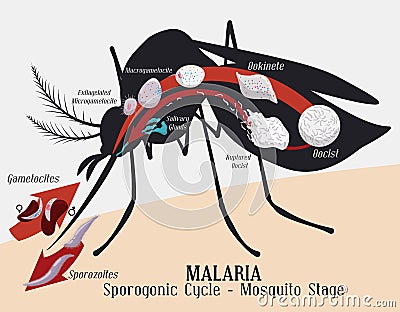 Malarian Plasmodium Life Cycle: Mosquito Infection, Vector Illustration Vector Illustration