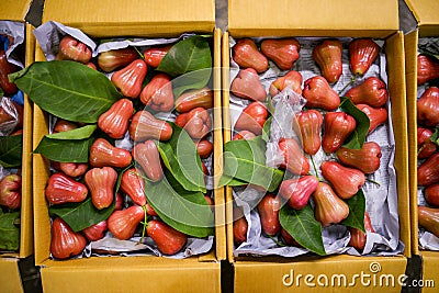 Malay apple chomphu sweet fresh fruit Stock Photo