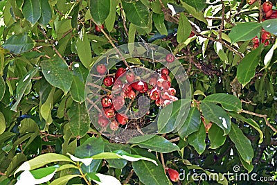 Malay apple fruits on tree, Syzygium malaccense, Rio Stock Photo