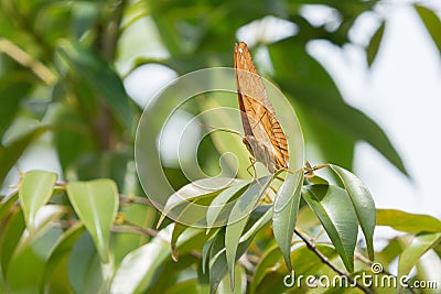 Malay Cruiser Vindula dejone erotella butterfly on green leaf. Stock Photo
