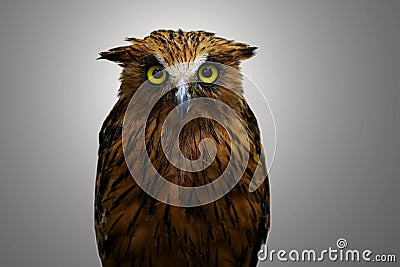 Malay Fish Owl Stock Photo