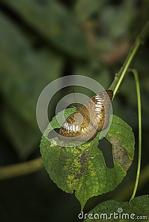 Malay viscount butterfly - Tanaecia pelea Stock Photo