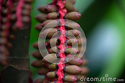 Malaya sealing wax palm fruits, Pinanga malaiana Stock Photo