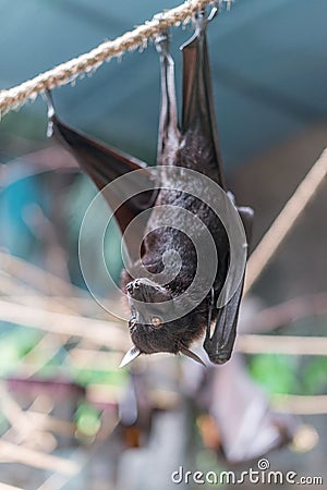 Malayan Bat (Pteropus vampyrus) hanging on a rope Stock Photo