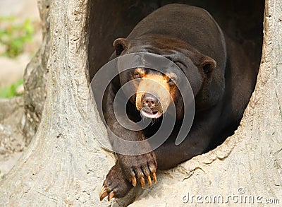 Malayan bear Stock Photo