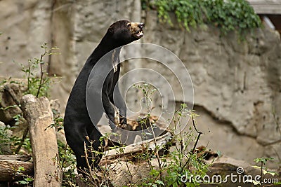 Malayan bear in the nature habitat Stock Photo