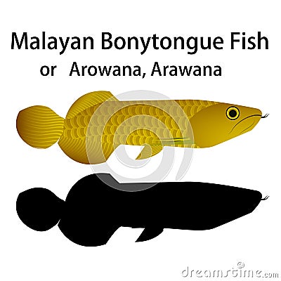 Malayan Bonytongue fish or Arowana in vector object Vector Illustration