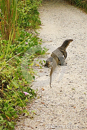 Malayan monitor lizard in nature park Stock Photo