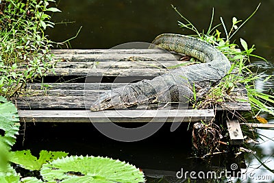 Malayan monitor lizard resting on wooden platform Stock Photo