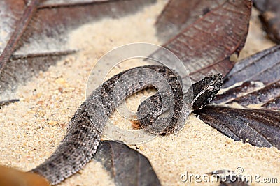 Malayan Pit Viper dangerous snake in Thailand and Southeast Asia. Stock Photo