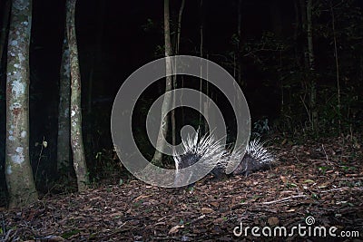 Malayan porcupineHystrix brachyura in forest Stock Photo