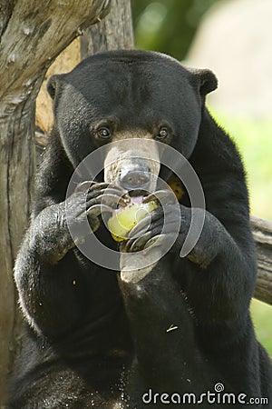 Sun bear eating food Stock Photo