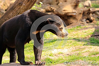 Malayan Sun bear, Helarctos malayanus in a zoo Stock Photo