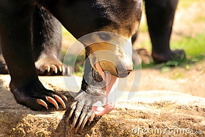 Malayan Sun bear, Helarctos malayanus in a zoo Stock Photo