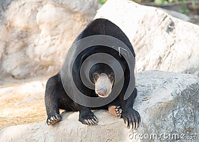 Malayan sunbear Stock Photo