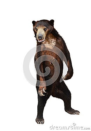 Malayan sunbear isolated Stock Photo