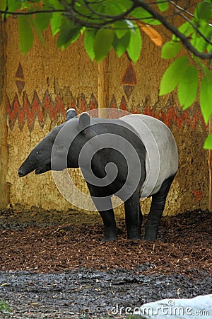 Malayan tapir Stock Photo