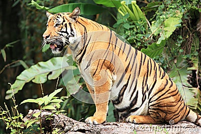 Malayan Tiger Stock Photo