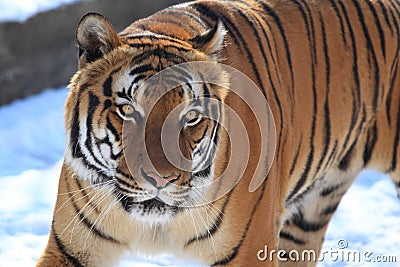 Malayan tiger Stock Photo