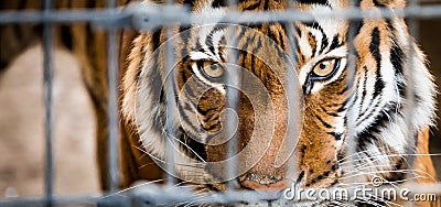 Malayan Tiger in Cage Stock Photo