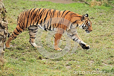 Malayan tiger Stock Photo