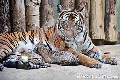 Malayan tigers Stock Photo