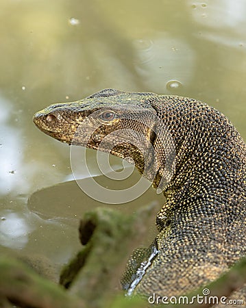 Malayan Water Monitor Lizard, Varanus salvator, in Sungei Buloh Wetland Reserve Stock Photo