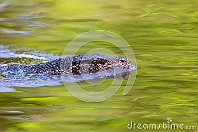 Malayan Water Monitor, Varanus salvator, swimming Stock Photo