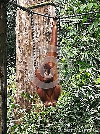 Malaysia sabah sandakan orangutan sanctuary monkey hanging with one hand eating banana zoo research jungle nature trees plants Stock Photo