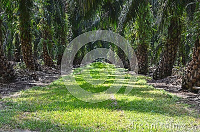 Oil Palm Plantation Stock Photo