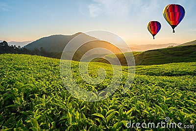 Malaysia tea plantation at Cameron highlands with hot air balloon Stock Photo