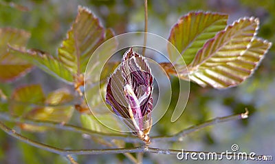 Malaysian Buddist Temple Asia Travel culture relgion Stock Photo