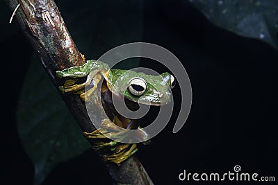 Wallace& x27;s flying tree frog Stock Photo