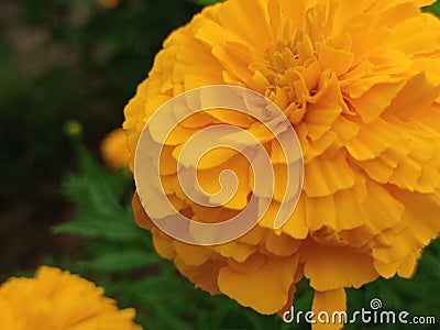 Malaysian marigold flower in soft light juxtaposition macro flora website wallpaper spring summer fall season Stock Photo