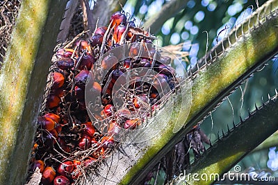 Malaysian Palm oil fruit ripen on the tree Stock Photo