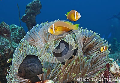 In the Maldives, underwater creatures, colorful fish dance with harmony Stock Photo