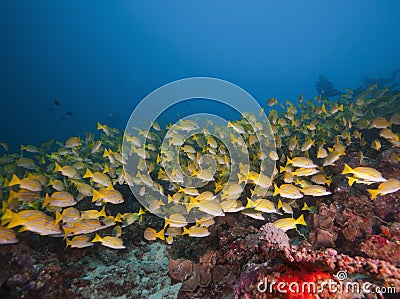 Maldivian fish flocks swimming in coral and turquoise waters Stock Photo