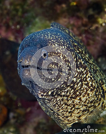 Maldivian underwater fish with large eyes, full camouflage Stock Photo