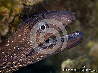 Maldivian underwater fish with large eyes, full camouflage Stock Photo
