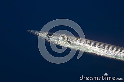 Maldivian underwater, tropical fish, big eyes Stock Photo