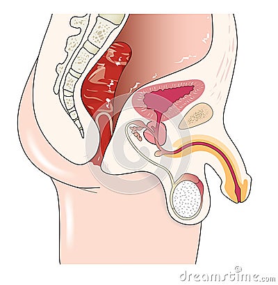 Male abdominal Vector Illustration