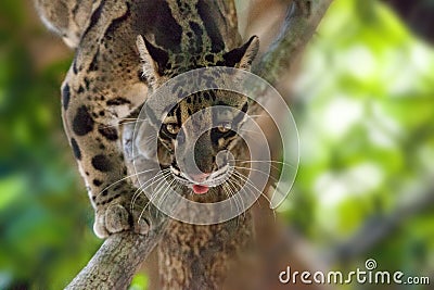 Male adult clouded leopard Neofelis nebulosa is listed as vulnerable Stock Photo