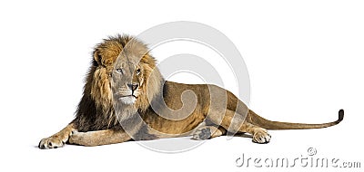 Male adult lion lying down, Panthera leo, isolated Stock Photo