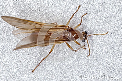Male Adult Myrmicine Ant Stock Photo