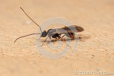 Male Adult Myrmicine Ant Stock Photo