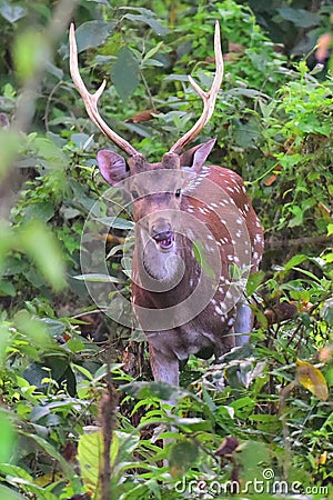 A male adult red spotted deer with large antelopes in Chitwan National Park in Nepal Stock Photo