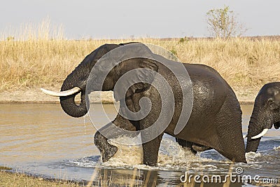 Male African Elephant, Kruger Park, (Loxodonta africana) Stock Photo