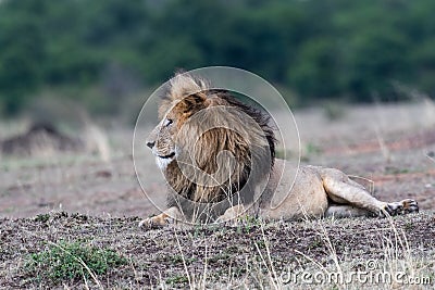 Male african lion Stock Photo