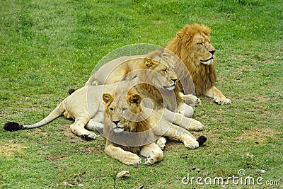 Male African Lion Stock Photo